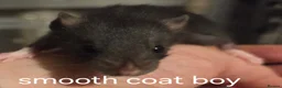 Rat rodents for sale: Dumbo and fancy rats  - Advert 8