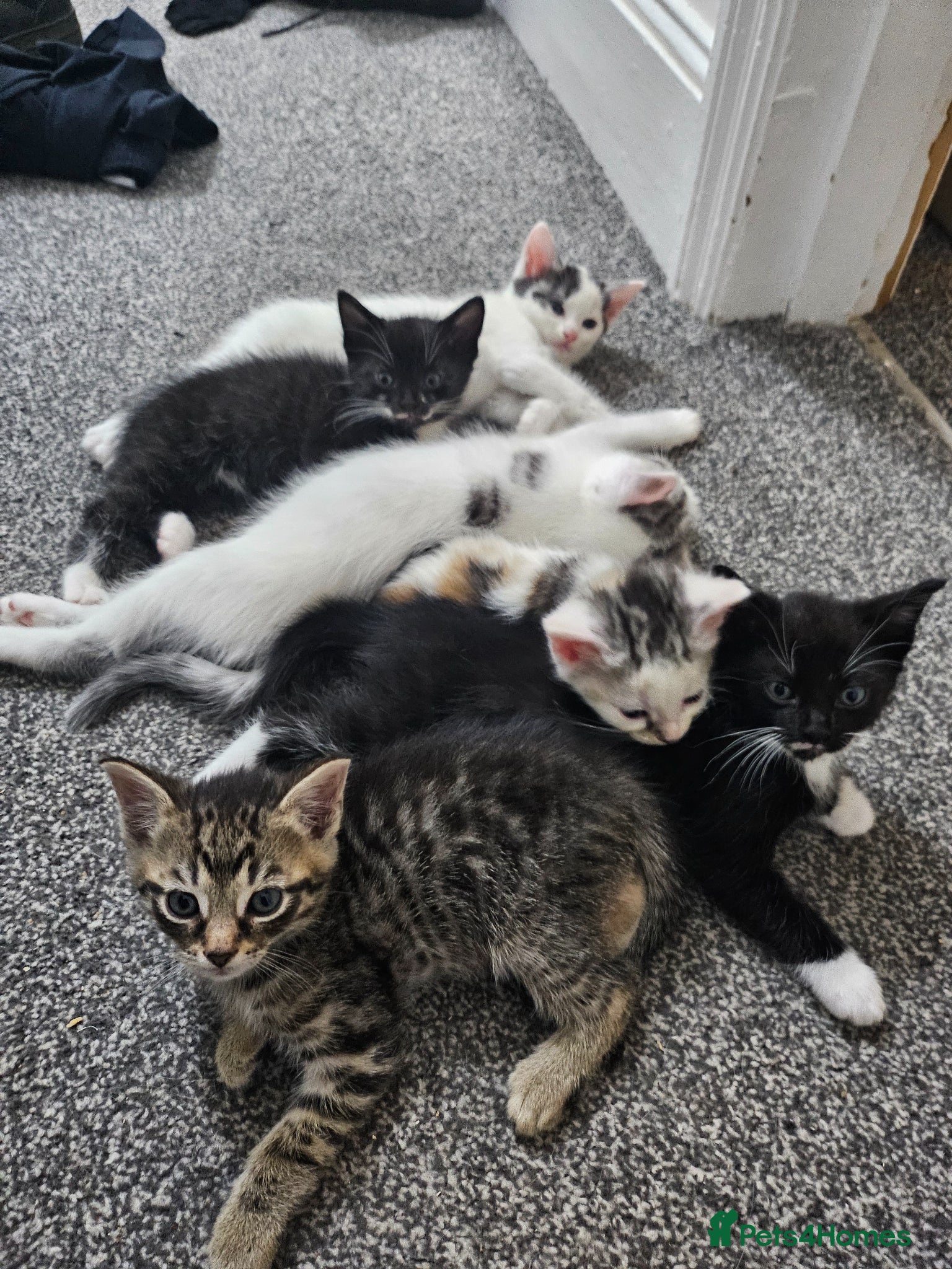 Mixed Breed cats Georgous kittens ready this week  - Advert 15