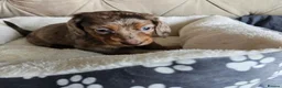 Miniature Dachshund dogs for sale: Beautiful Miniature Dachshund Puppies - Advert 8