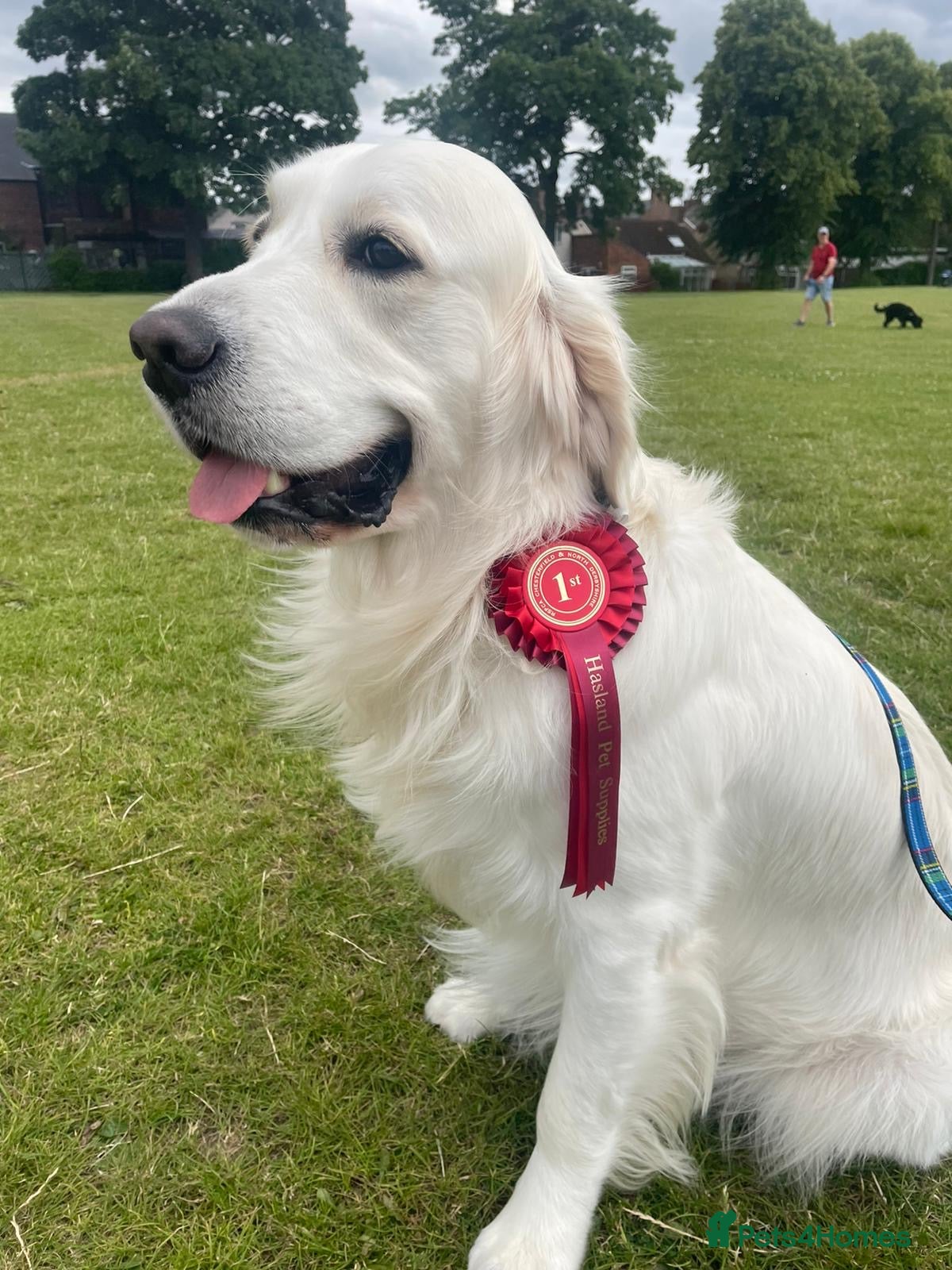 Golden Retriever dogs Golden retriever stud dog available  - Advert 1