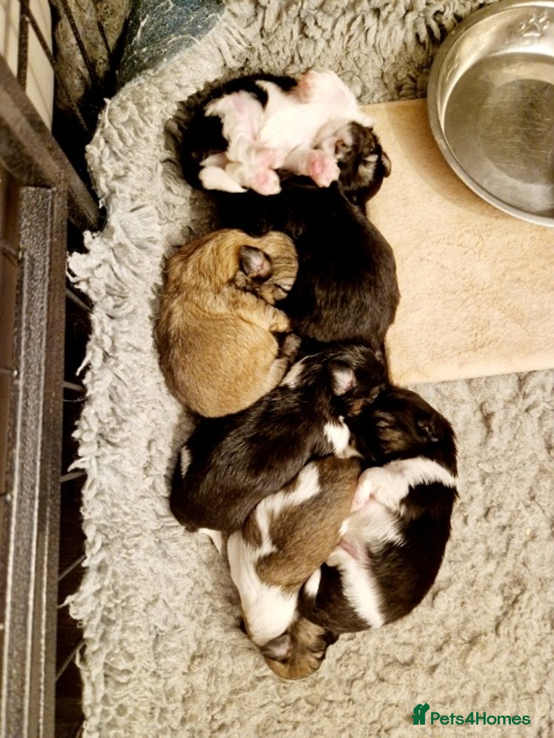 Shih Tzu dogs for stud: KC Registered stud  in Cullompton - Advert 25