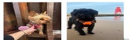 Shorkie dogs for sale: 🐾❤️ GORGEOUS SHORKIE PUPPIES ❤️🐾 in South Shields - Advert 1