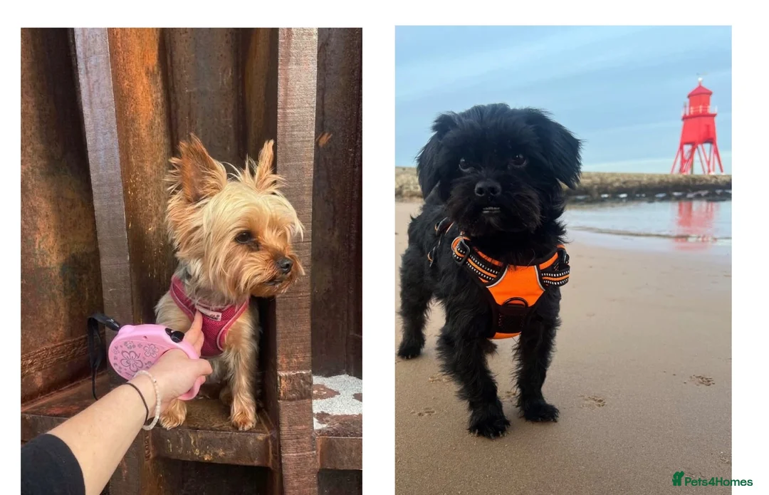 Shorkie dogs for sale: 🐾❤️ GORGEOUS SHORKIE PUPPIES ❤️🐾 in South Shields - Advert 1