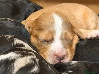 Cockapoo dogs F1 Cockapoo Puppies - Advert 5