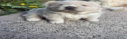 Chow Chow dogs for sale: Stunning Cream ChowChow Boy PLEASE READ - Advert 6