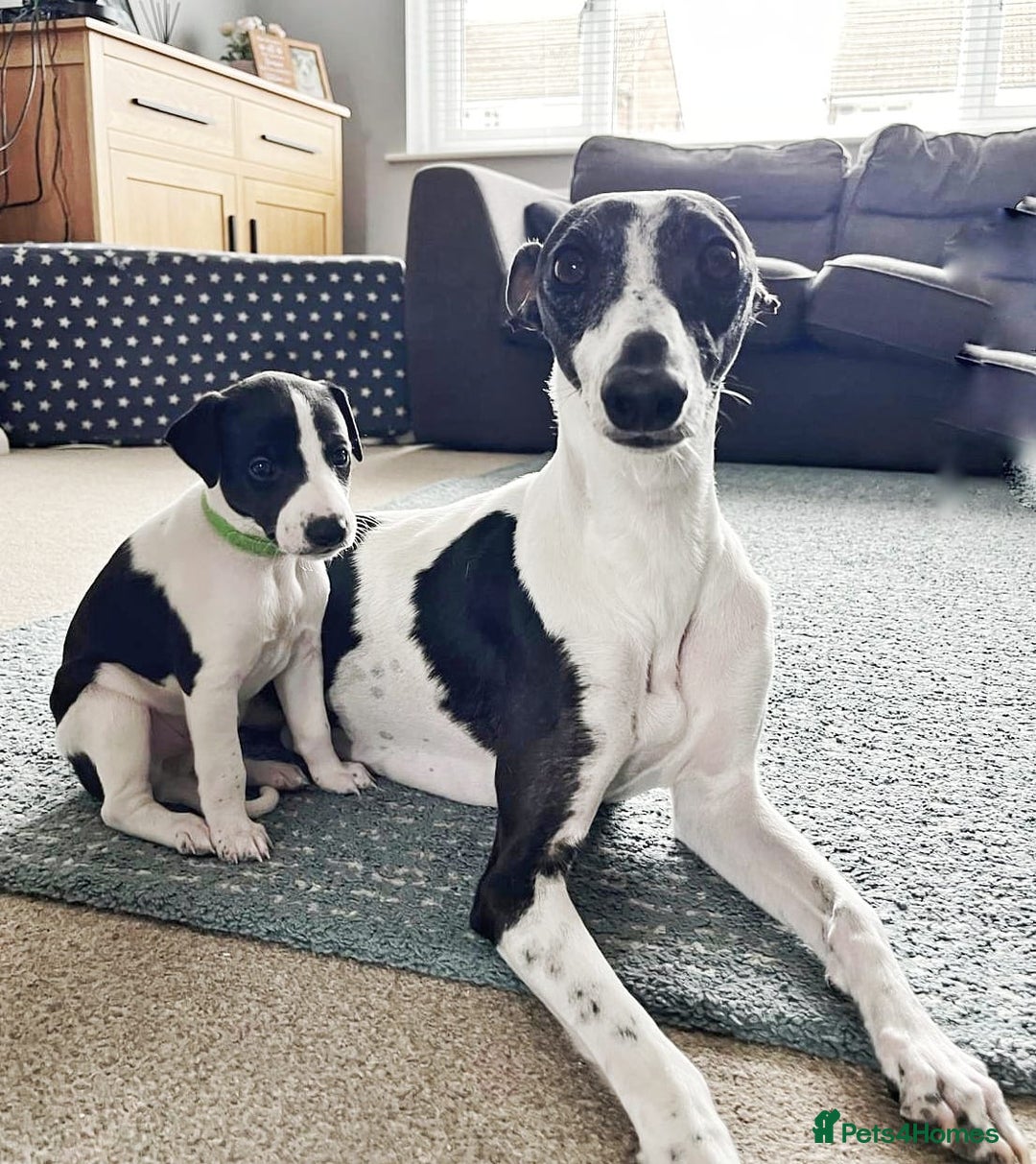 Whippet dogs for sale: Sweet Female Whippet - Advert 9