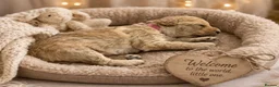 Labradoodle dogs for sale: Multi generation miniature Labradoodle - Advert 12
