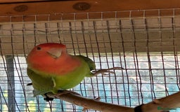 Lovebirds birds for sale: Peach faced love birds - Image 3