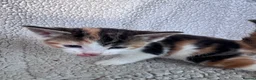 Mixed Breed cats for sale: 8 Beautiful mixed breed kittens looking for a home - Advert 30