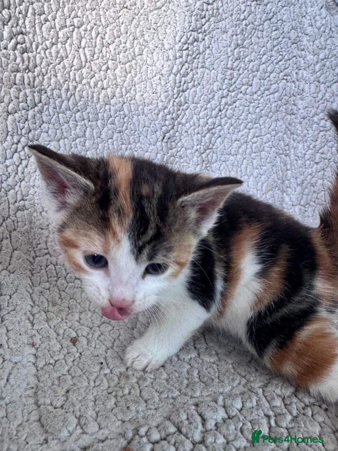Mixed Breed cats for sale: 8 Beautiful mixed breed kittens looking for a home - Advert 30