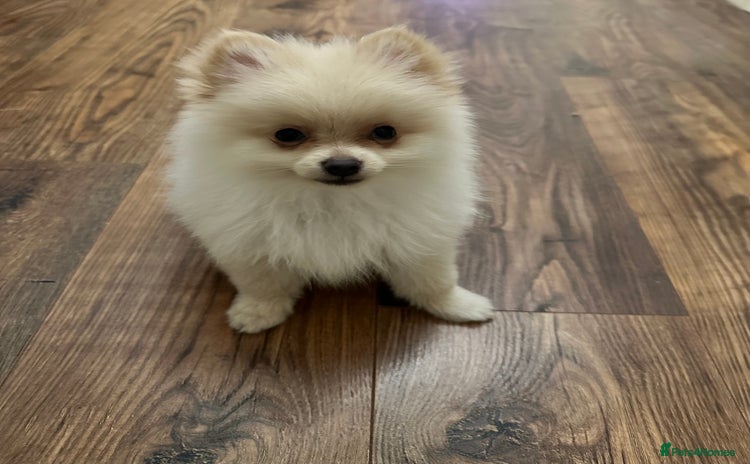 Pomeranian dogs - Advert 7