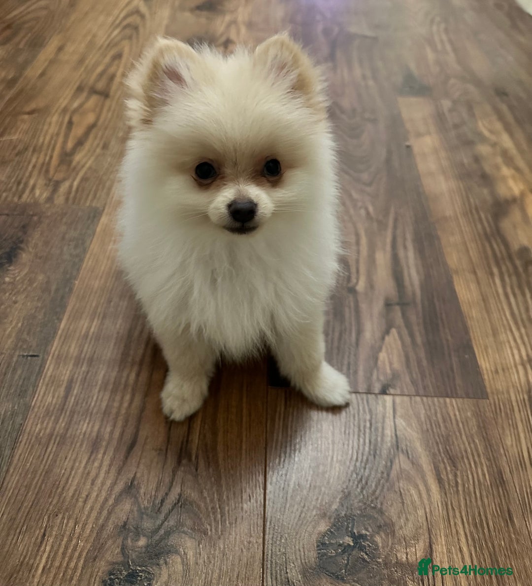 Pomeranian dogs for sale: Last Mini Pomeranian Boy - Image 1