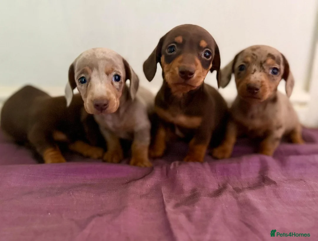 Dachshund dogs for sale: Dachshund tiny babies  in Barnsley - Advert 12