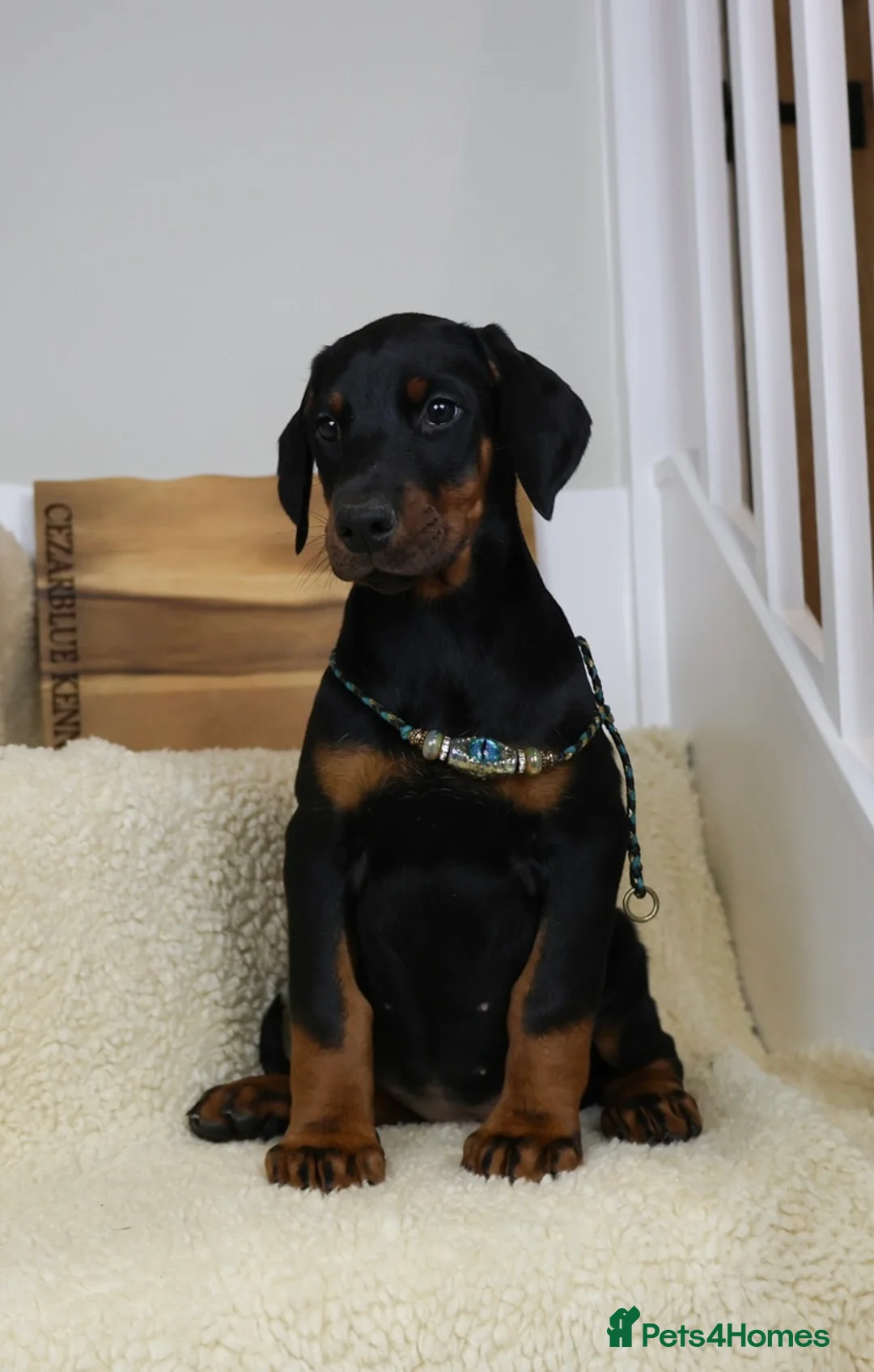 Dobermann dogs for sale: Cezarblue European 12 Week Female Doberman ⭐️  in Petersfield - Advert 8