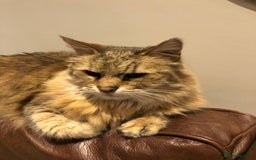 Pixie Bob cats for sale: Louie - Image 1