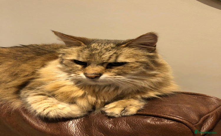 Pixie Bob cats - Advert 1