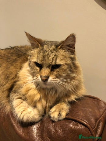 Pixie Bob cats - Advert 1