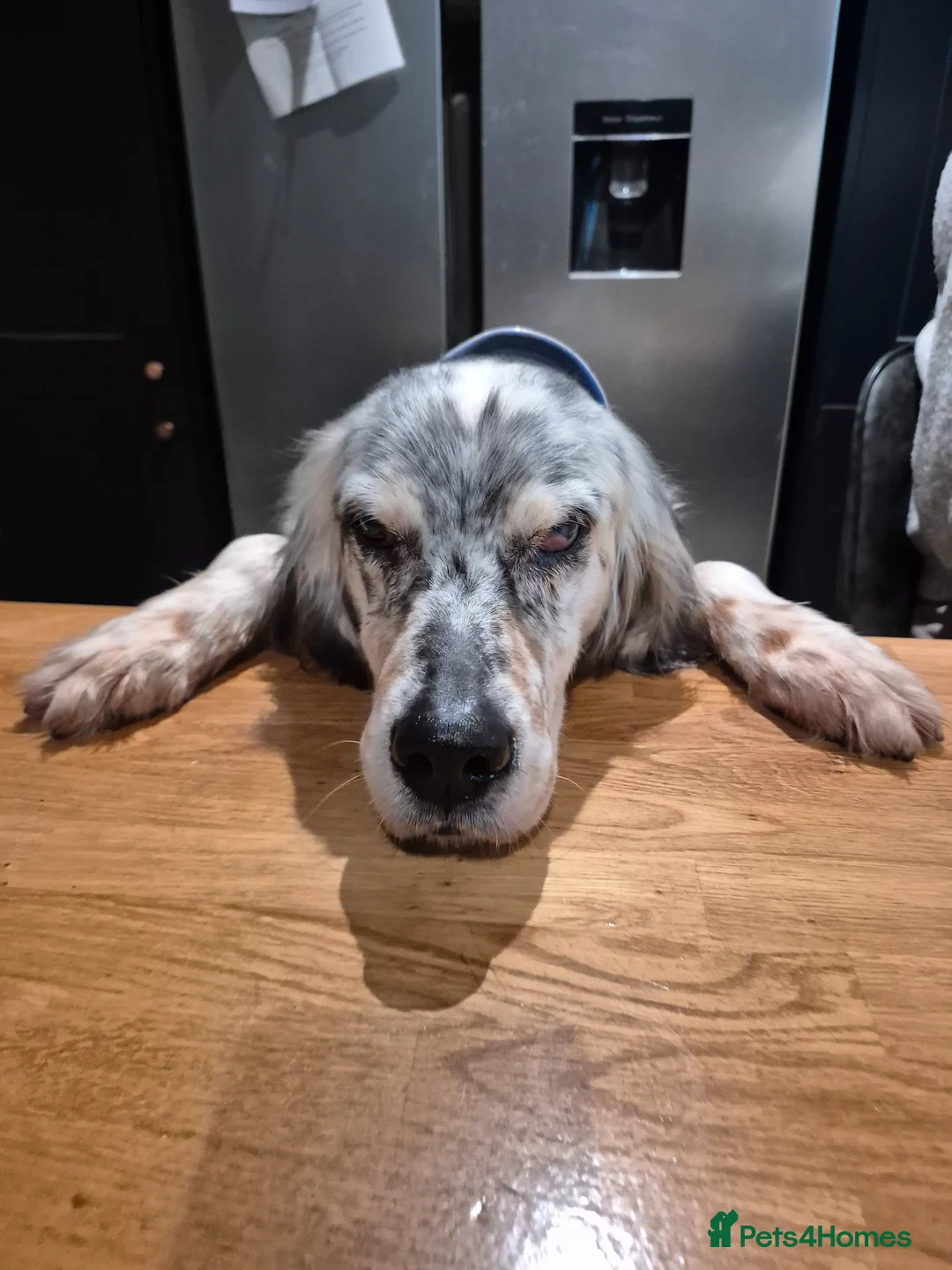 English Setter dogs for adoption: BLUE! - Advert 2