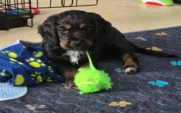 Cocker Spaniel dogs for sale: KC Registered Working Cocker Spaniels - Image 10