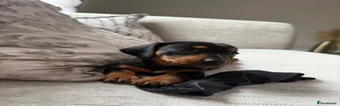 Miniature Dachshund 2