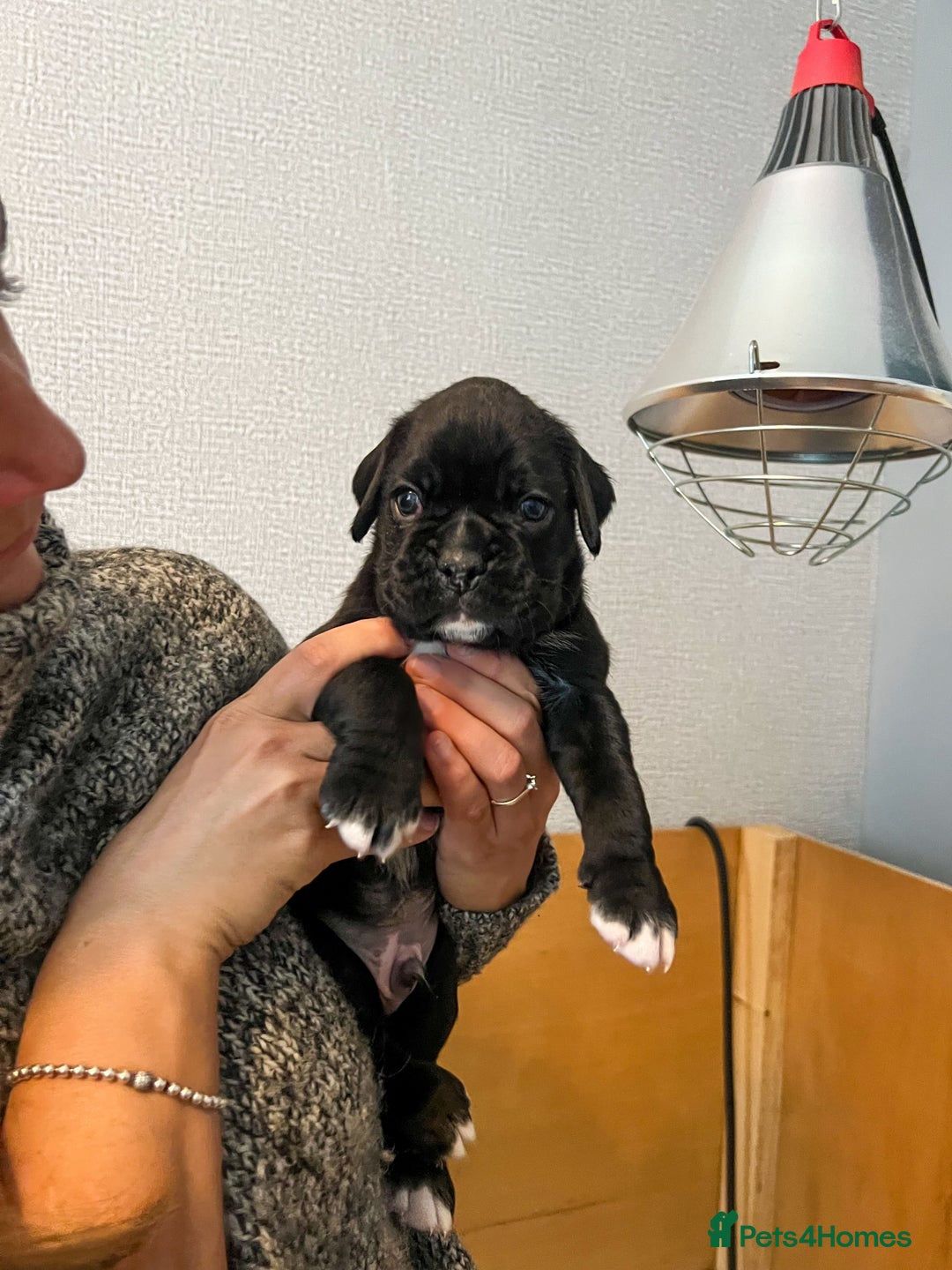 Boxer dogs for sale: Rare Beautiful KC registered puppies for sale  - Advert 2