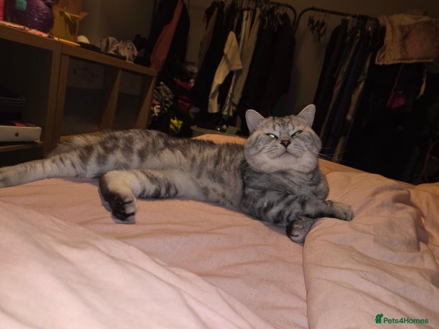 British Shorthair cats - Advert 13