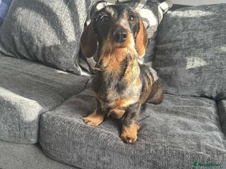 Miniature Dachshund dogs Mini wire haired boy for stud!! Health tested!!! - Advert 15