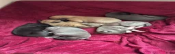 Whippet dogs for sale: 6th Generation Pedigree Whippets - Advert 38
