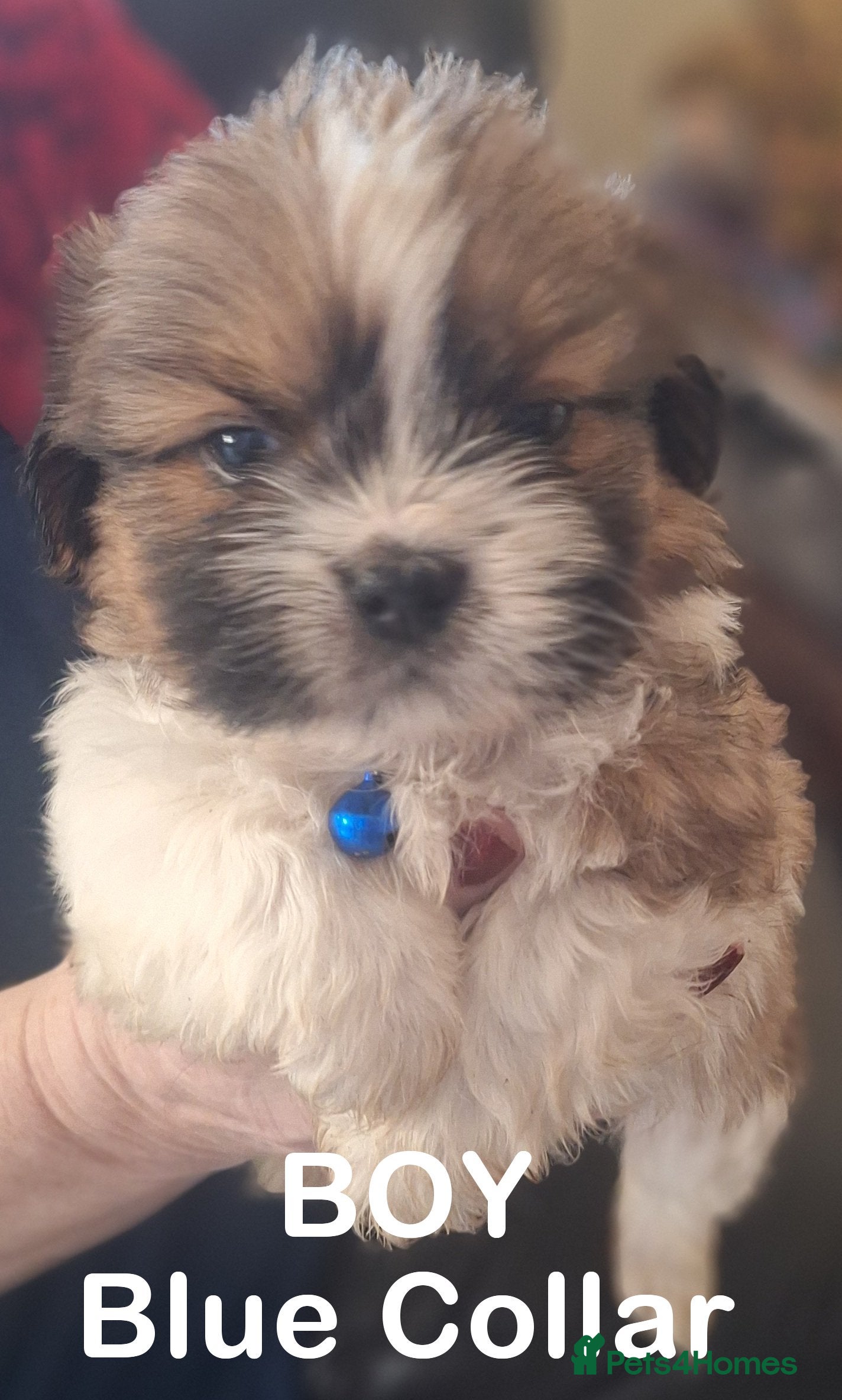 Mixed Breed dogs Shih-Tzu X Puppies - Advert 5