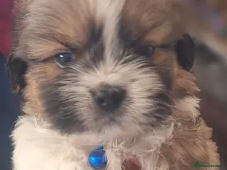 Mixed Breed dogs Shih-Tzu X Puppies - Advert 1