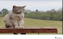 Mixed Breed cats for sale: outdoor Alpha Tom  - Image 8