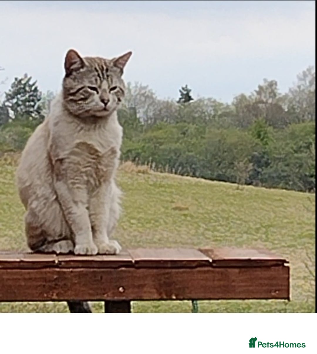 Mixed Breed cats for sale: outdoor Alpha Tom  - Image 8