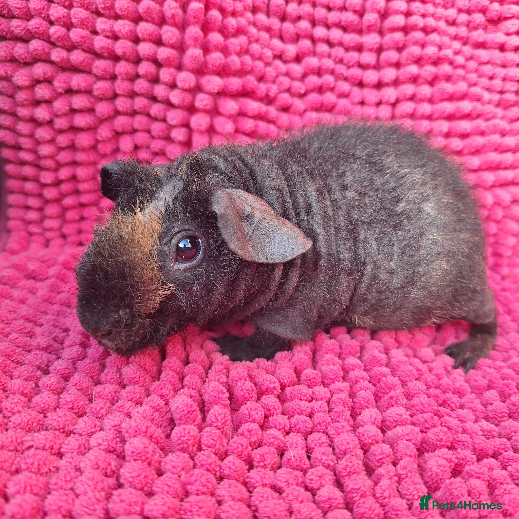 Guinea Pig rodents for sale: 2 gorgeous werewolf girls - Advert 1