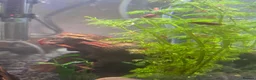Shrimps fish for sale: CHERRY SHRIMP!! £2 EACH!! 6 for £10!! in Carshalton - Advert 2