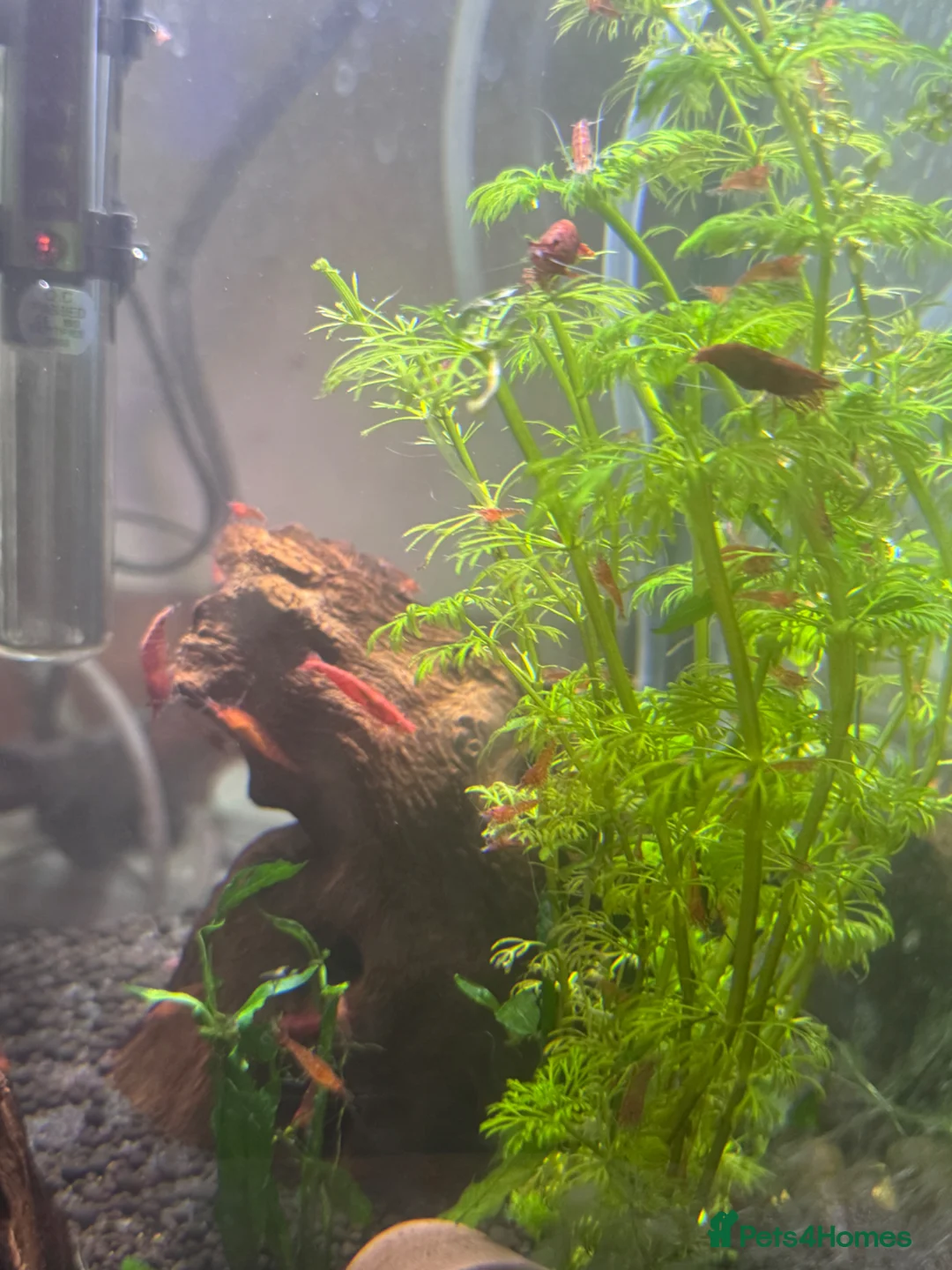 Shrimps fish for sale: CHERRY SHRIMP!! £2 EACH!! 6 for £10!! in Carshalton - Advert 2