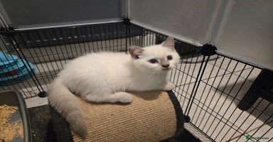 British Shorthair cats - Advert 1