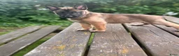 Belgian Shepherd Dog dogs for sale: !!1 LEFT!!Belgian malinios puppy - Advert 13