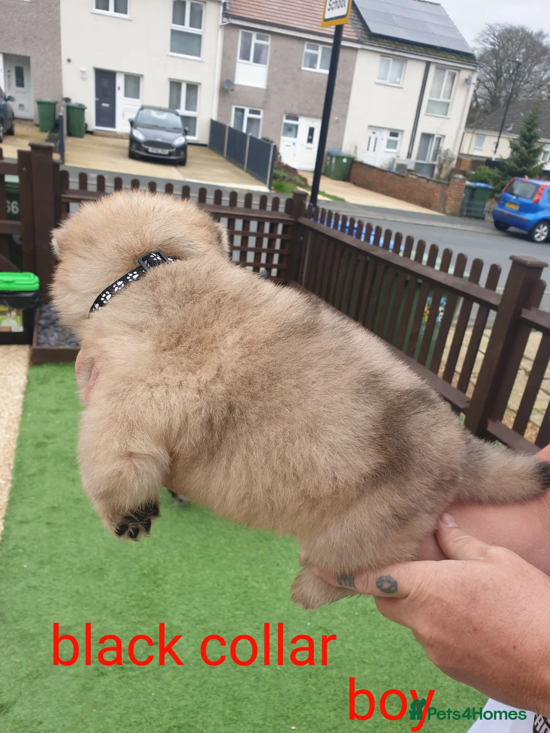 Mixed Breed dogs for sale: Hybrid chowchow/alaskan malamute  - Advert 11