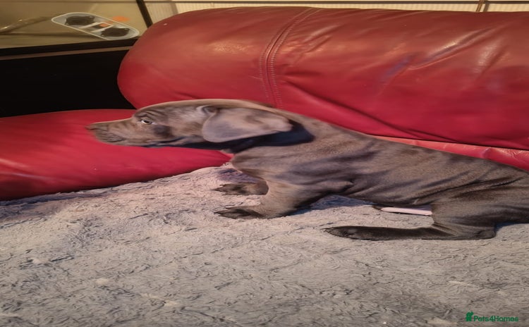 Cane Corso dogs - Advert 3