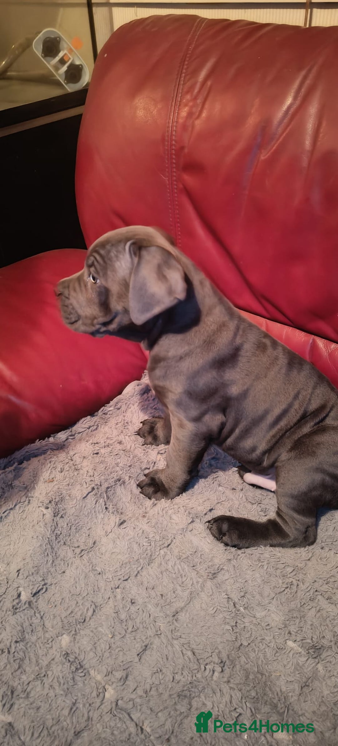 Cane Corso dogs for sale: 100 percent cane corsos puppys - Image 1