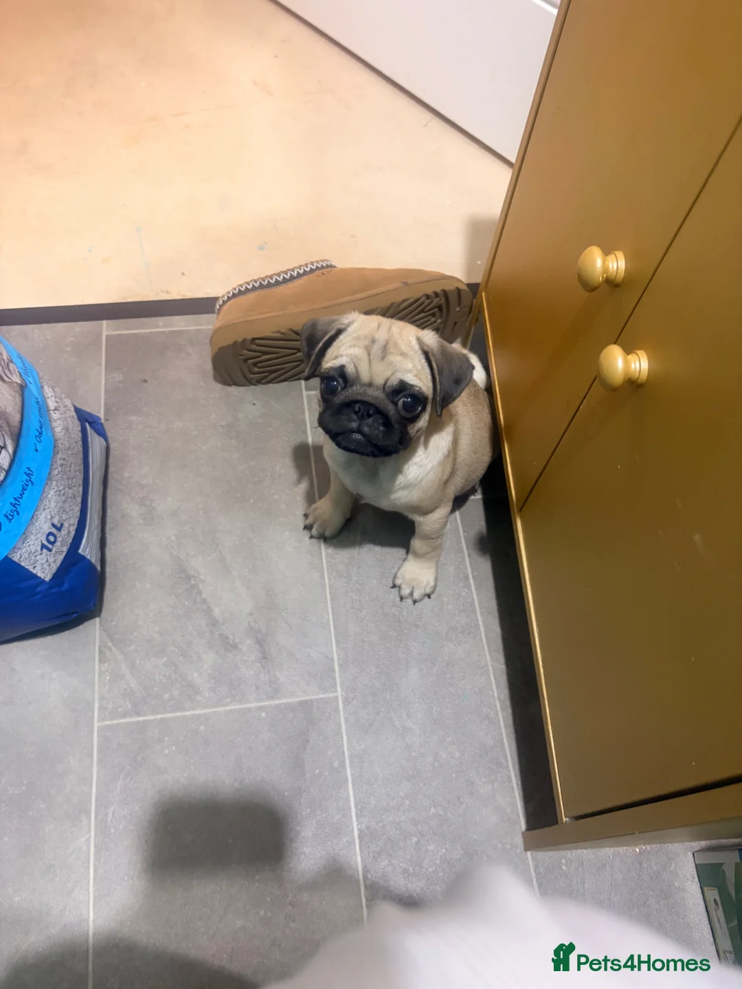 Pug dogs for sale: 9 week old pug girl  - Advert 2