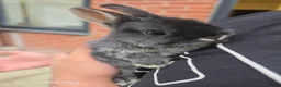 Netherland Dwarf rabbits for sale: Beautiful Netherland Dwarf bunnies - Advert 5