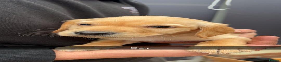 Cockerdor Puppy 7