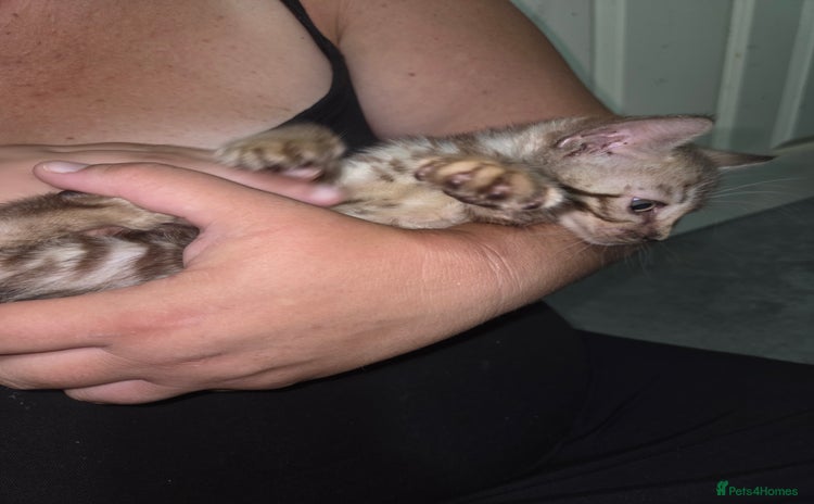 Bengal cats - Advert 3