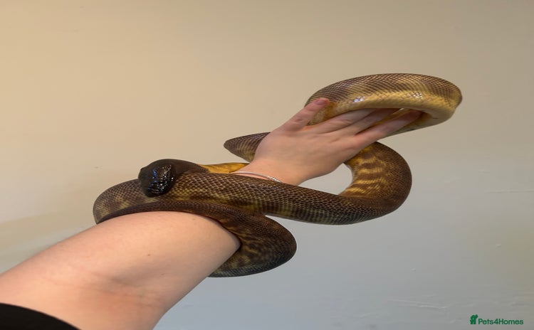 Python Snake reptiles - Advert 1
