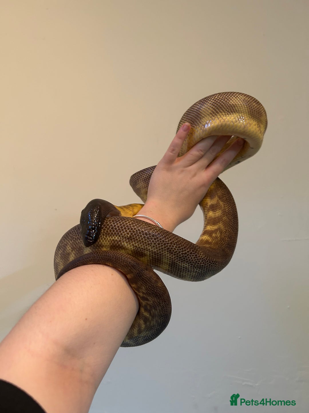 Python Snake reptiles for sale: Black headed python for sale  - Image 1