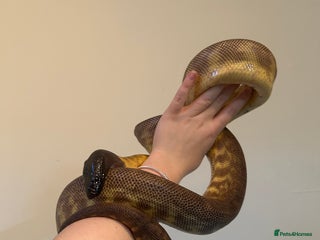 Python Snake reptiles - Advert 5