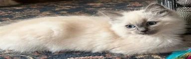 Ragdoll 1
