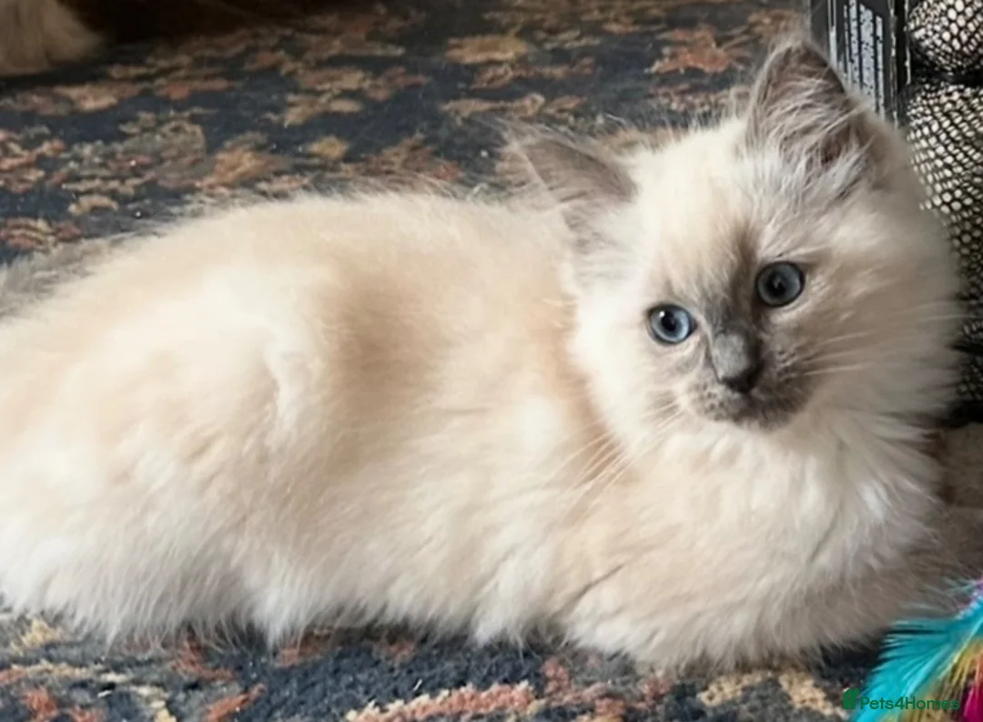 Ragdoll cats for sale: 🐾Brother and sister ready now🐾 - Advert 7