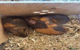 Guinea Pig rodents for sale: 4 boy piggies  - Image 5